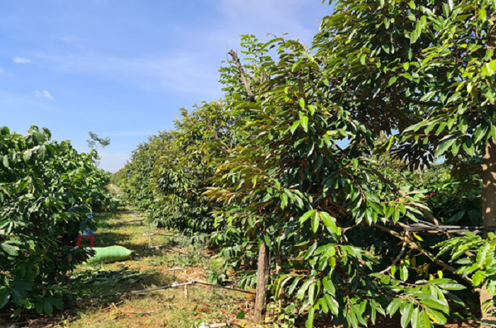 Xa Ea Wy phan dau xa dat chuan nong thon moi nang cao 2